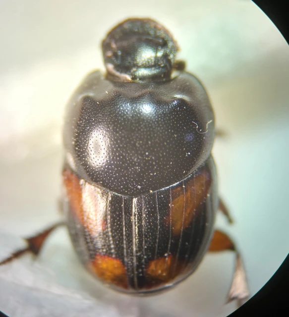 Caccobius schreberi - lakkfényű trágyatúró