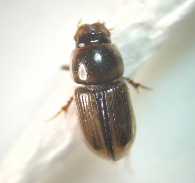 Aphodius lividus - turjáni trágyabogár