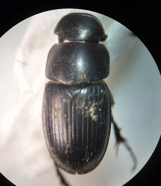 Aphodius luridus - tarka trágyabogár