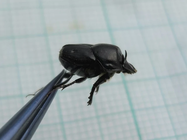 Onthophagus taurus - szarvas trágyatúró