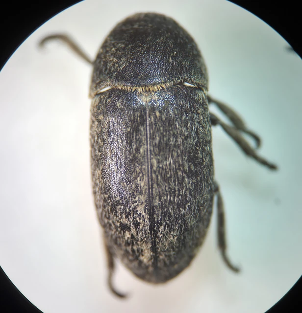 Dermestes laniarius - gyászos porva Dermestes laniarius - gyászos porva