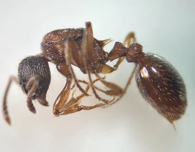 Myrmica gallienii - mocsári bütyköshangya