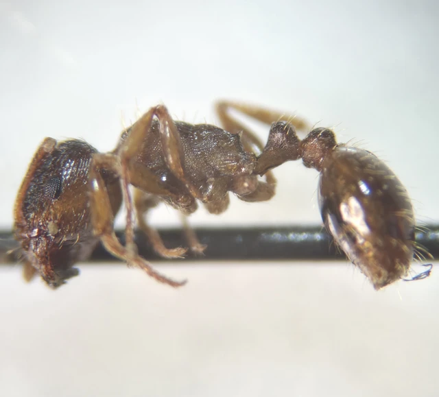 Tetramorium