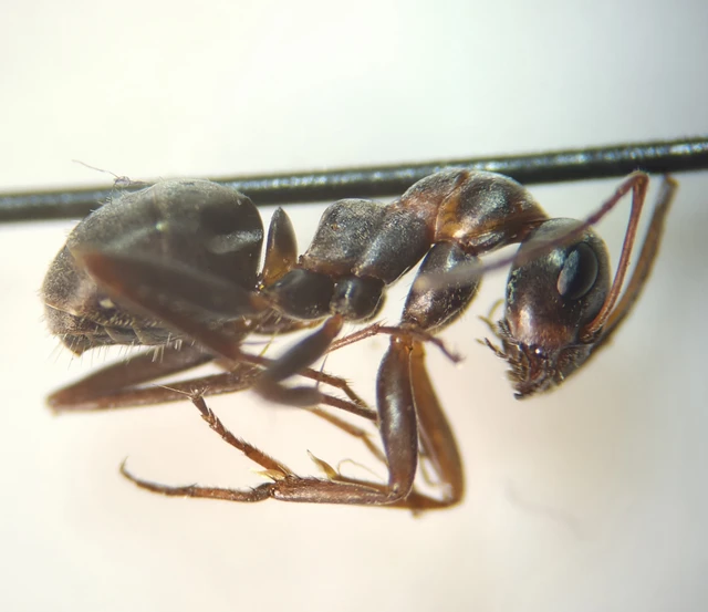 Formica cunicularia - gyakori rabszolgahangya