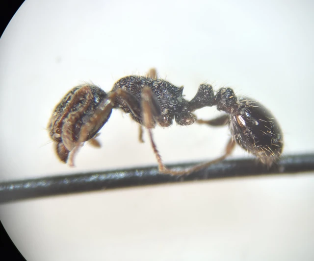 Tetramorium