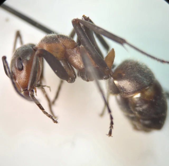 Formica pratensis - réti vöröshangya