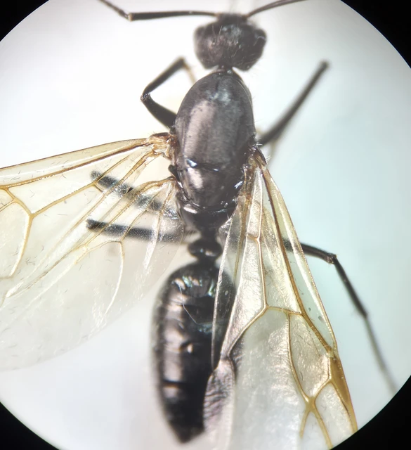 Camponotus vagus - fekete lóhangya