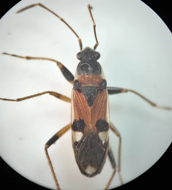 Beosus quadripunctatus - pettyes homokibodobács