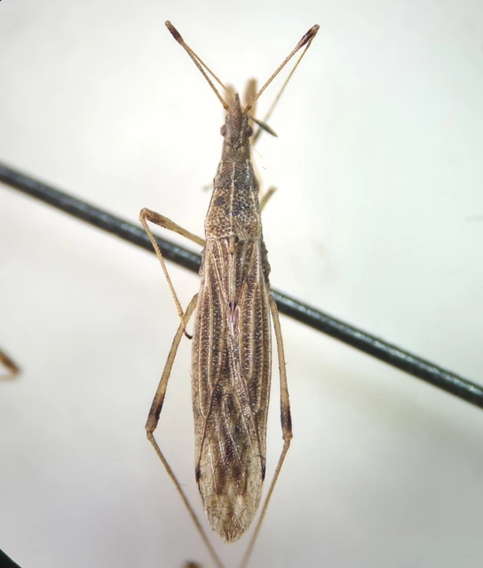 Berytinus