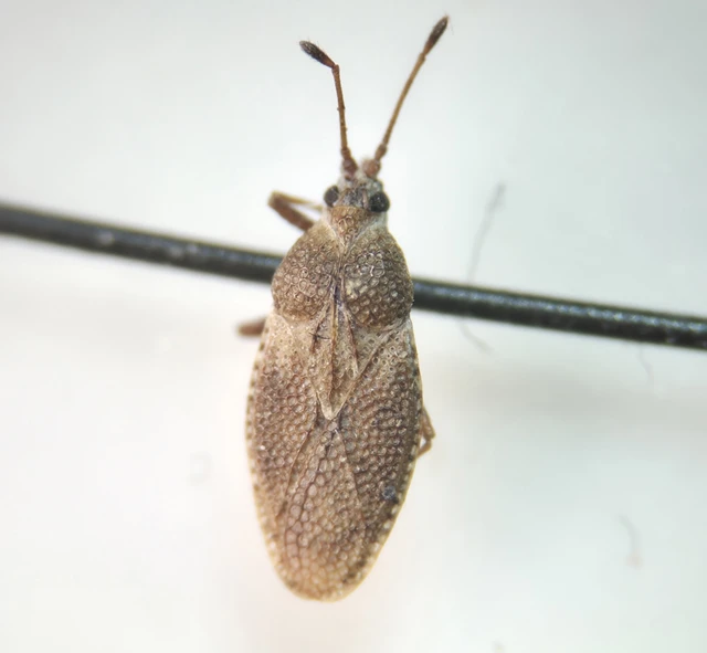 Oncochila simplex Oncochila simplex