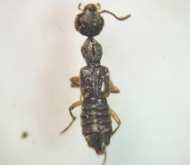 Rugilus orbiculatus - kis cérnanyakúholyva