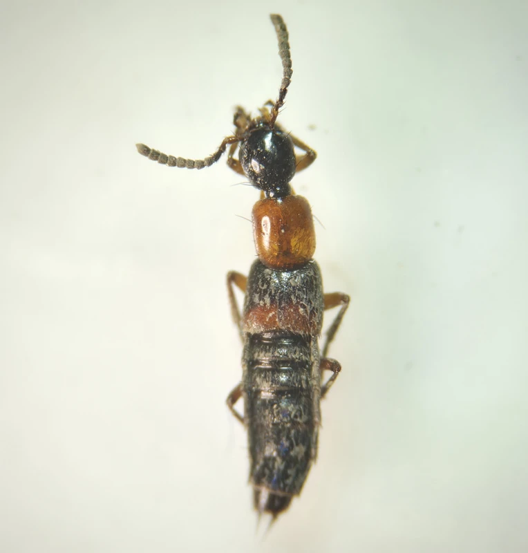 Rabigus tenuis