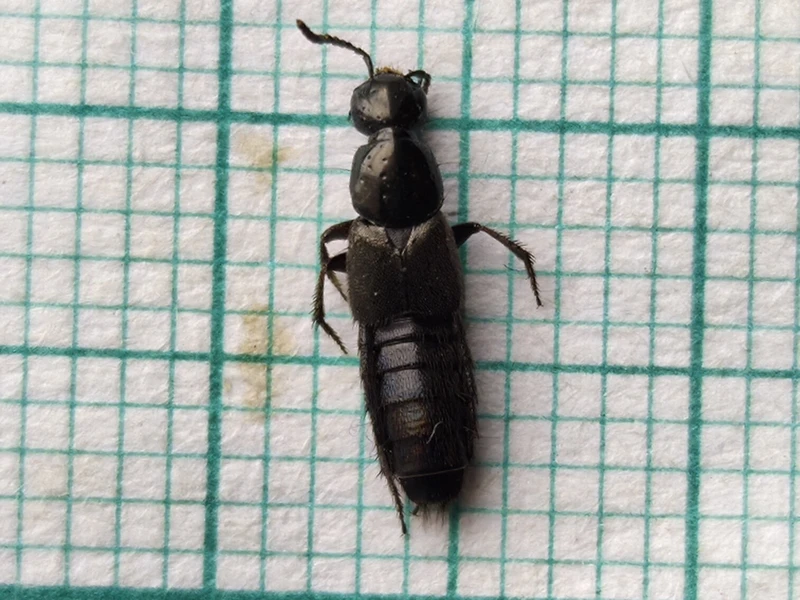 Philonthus tenuicornis - bronzos ganajholyva