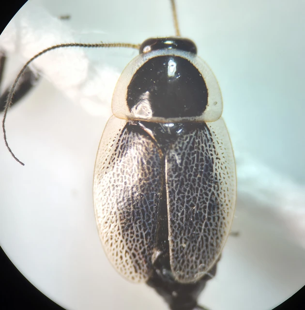 Phyllodromica megerlei - pontozott avarcsótány Phyllodromica megerlei - pontozott avarcsótány
