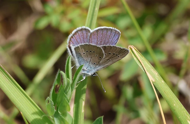 Cyaniris semiargus - aprószemes boglárka