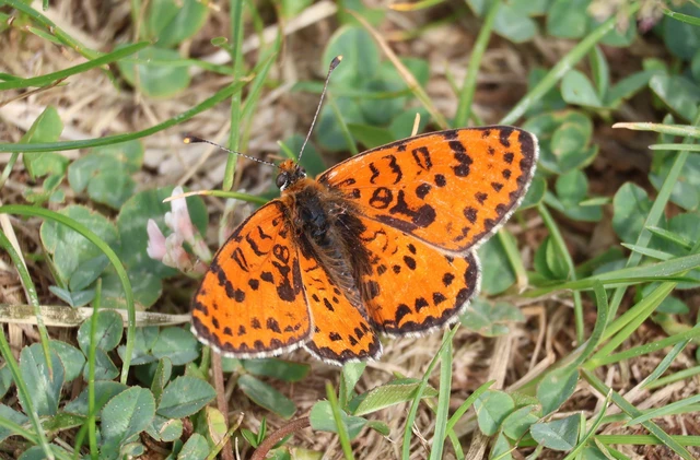 Melitaea didyma - tüzes tarkalepke