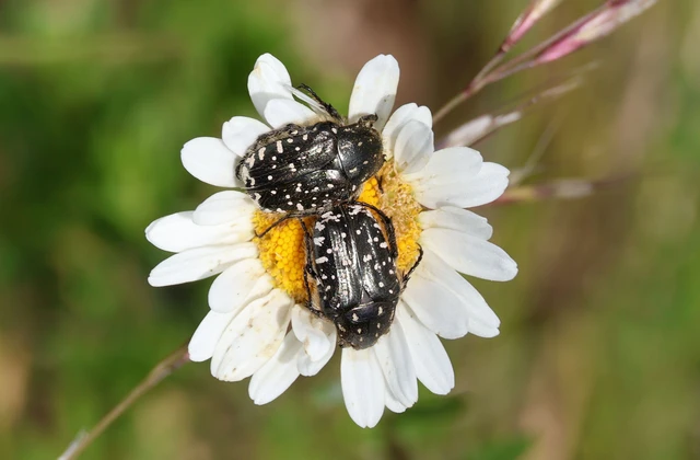 Oxythyrea funesta - sokpettyes virágbogár
