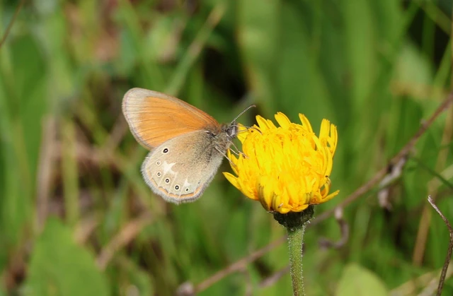Coenonympha glycerion - közönséges szénalepke