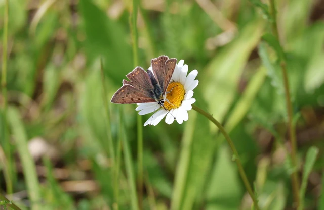 Lycaena tityrus - barna tűzlepke
