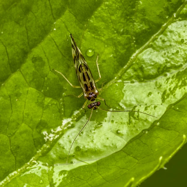 Psocoptera - Fürgetetvek