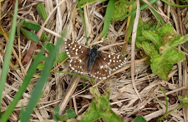 Pyrgus malvae - kis busalepke