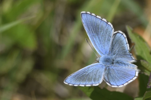 Polyommatus bellargus - égszínű boglárka