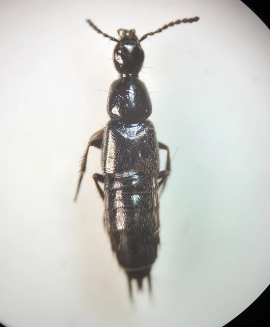 Philonthus carbonarius - réti ganajholyva