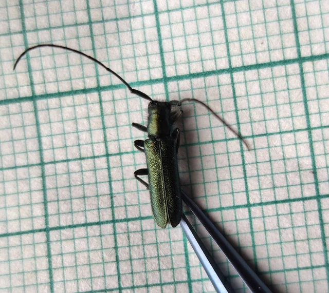 Agapanthia violacea - kék somkórócincér
