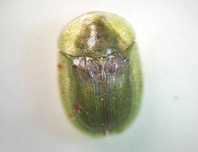 Cassida