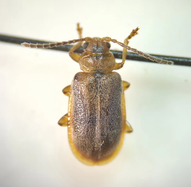 Galerucella