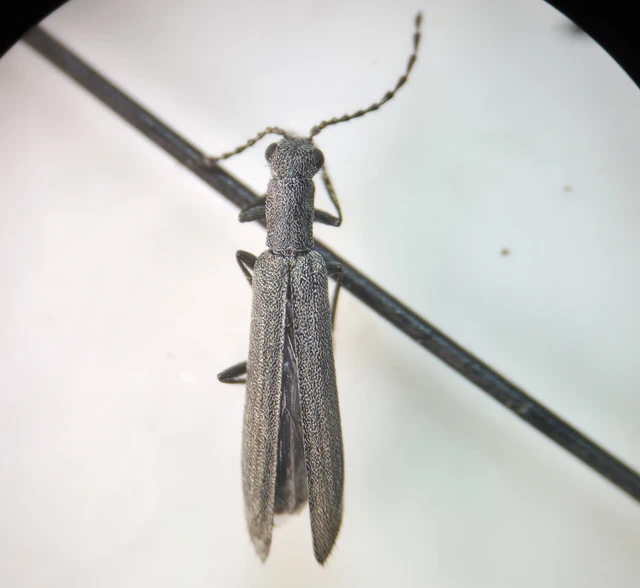 Dolichosoma lineare - ösztövér karimásbogár