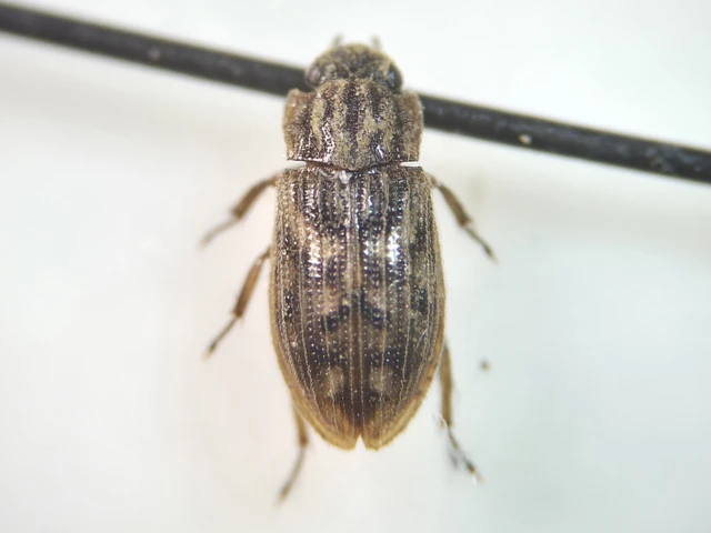 Helophorus Helophorus