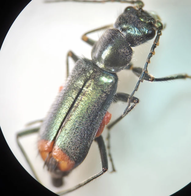 Melyridae - sziklaibogár-félék