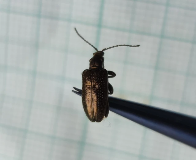 Plateumaris sericea - selymes nádbogár