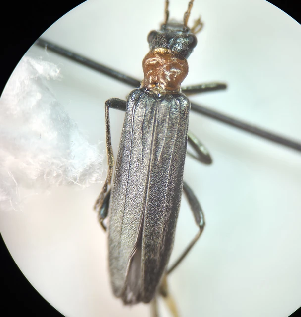 Oedemera croceicollis - pirostorú álcincér