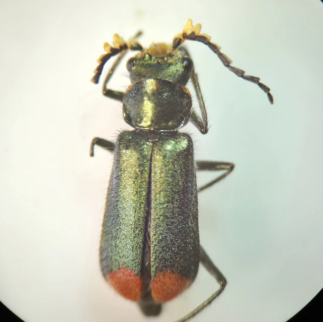 Melyridae - sziklaibogár-félék
