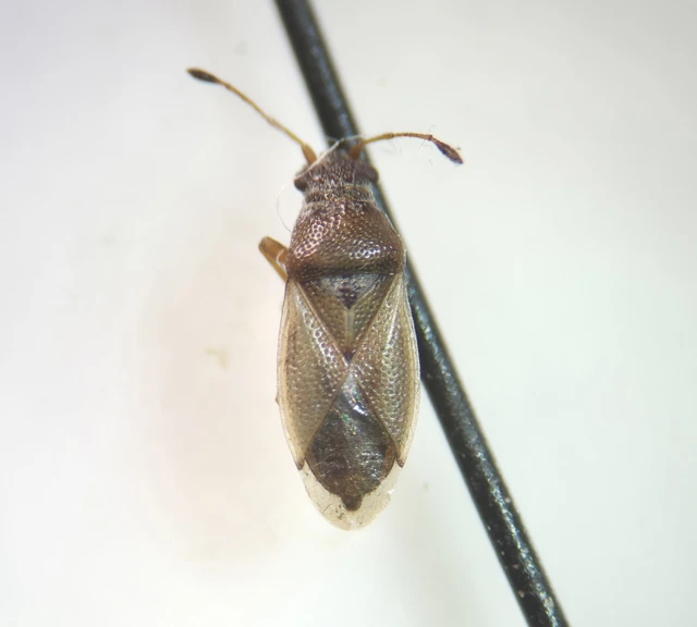 Cymus claviculus - közönséges rétibodobács Cymus claviculus - közönséges rétibodobács