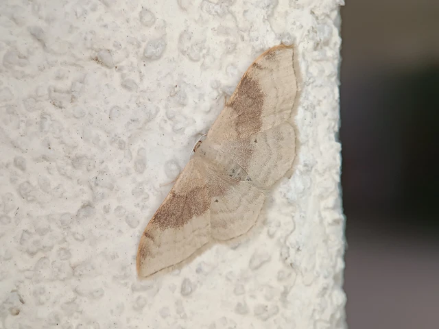 Idaea degeneraria - barnasávos araszoló