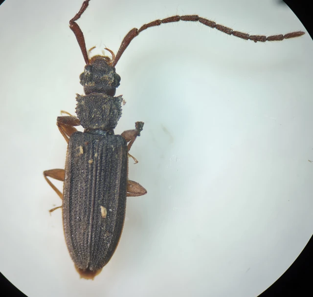 Uleiota planatus - hosszúcsápú fogasnyakú-lapbogár