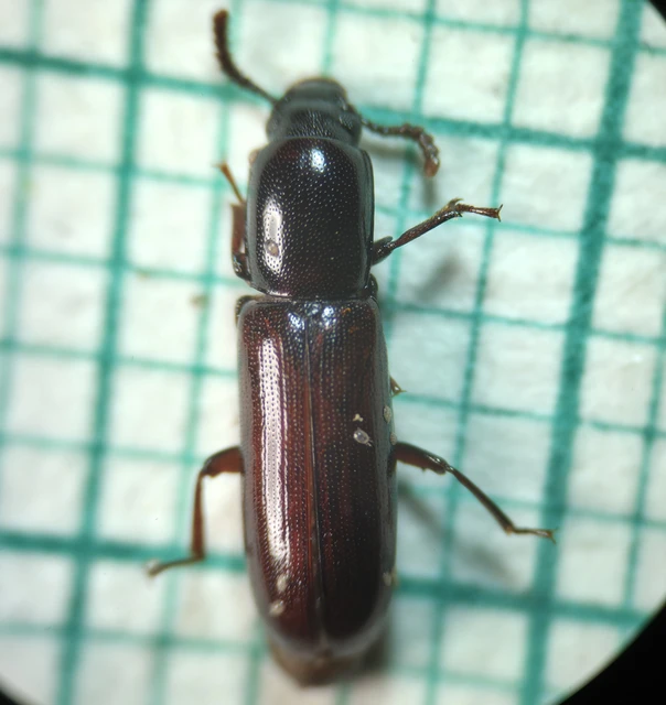 Corticeus unicolor - egyszínű kéregbújó
