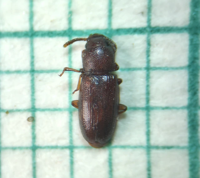 Palorus