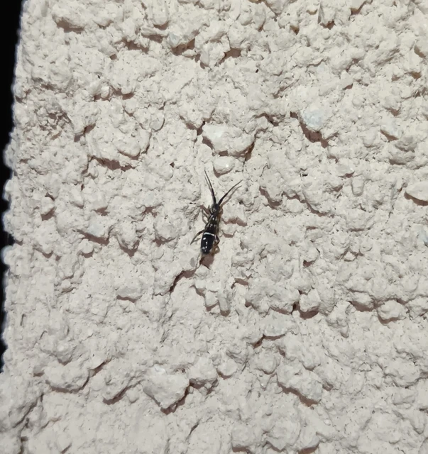 Collembola - Ugróvillások