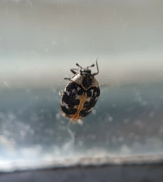 Anthrenus scrophulariae - nagy múzeumbogár