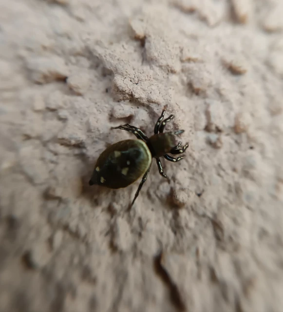 Heliophanus