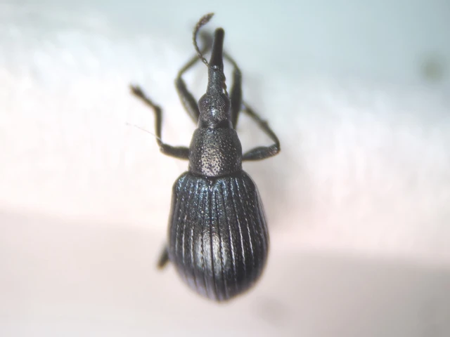 Eutrichapion punctiger - bükkönyrontó cickányormányos Eutrichapion punctiger - bükkönyrontó cickányormányos