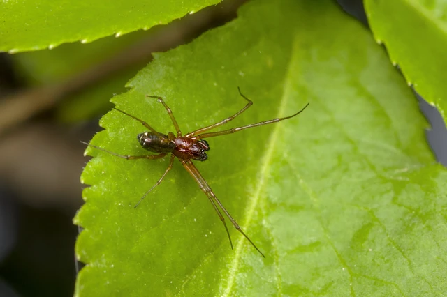 Frontinellina frutetorum - bokor vitorláspók