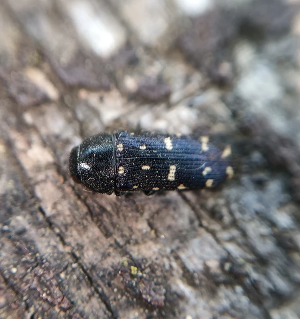 Acmaeodera degener - sárgafoltos zömökdíszbogár