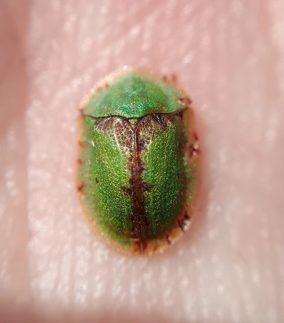 Cassida pannonica - pannon pajzsbogár