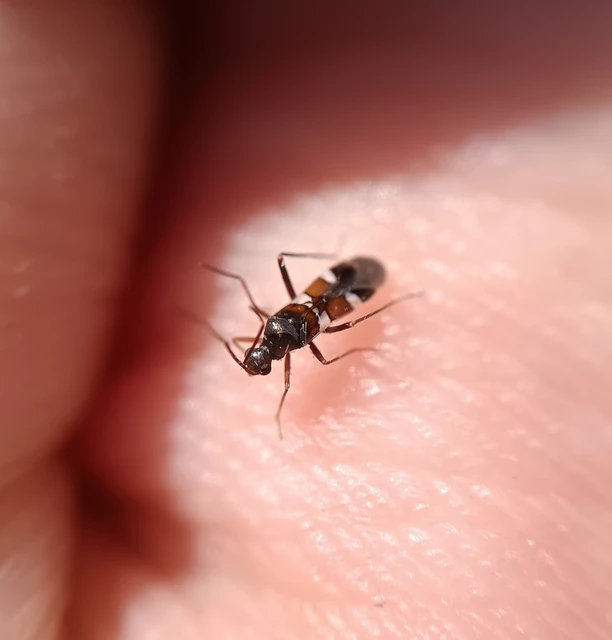 Systellonotus triguttatus - ezüstcsíkos mezeipoloska