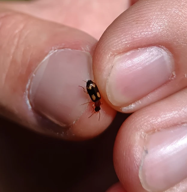 Dromius quadrimaculatus - négyfoltos kéregfutó